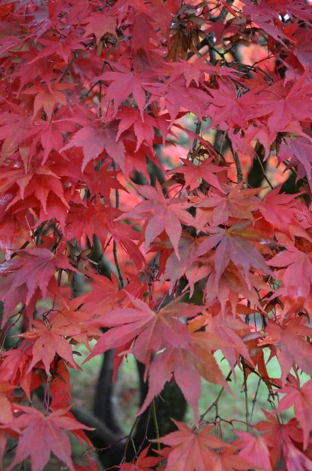 - Acer palmatum 'Westonbirt Red' Japanese Maple - Mr Maple │ Buy Japanese Maple Trees