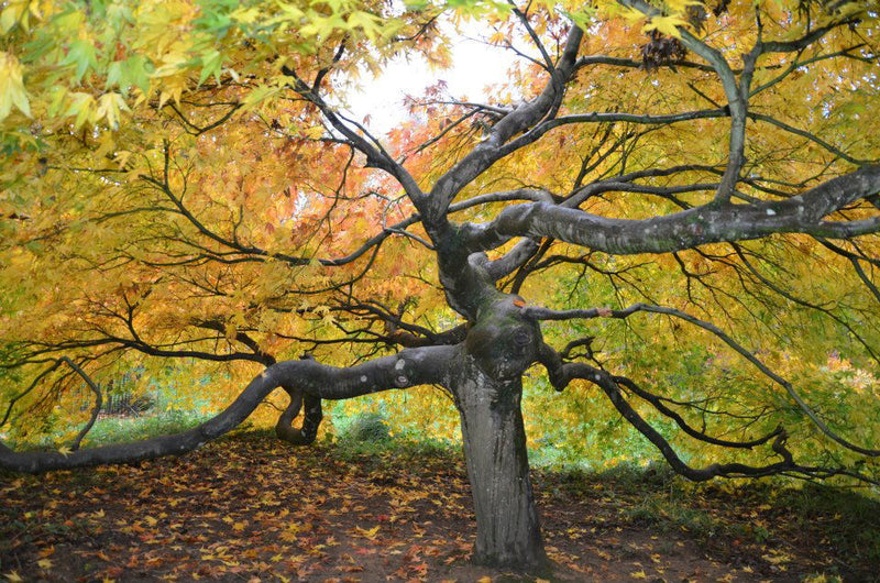 - Acer palmatum 'Westonbirt Spreading Star' Japanese Maple - Mr Maple │ Buy Japanese Maple Trees