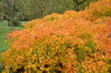 - Acer palmatum 'Westonbirt Spreading Star' Japanese Maple - Mr Maple │ Buy Japanese Maple Trees
