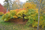 - Acer palmatum 'Westonbirt Spreading Star' Japanese Maple - Mr Maple │ Buy Japanese Maple Trees