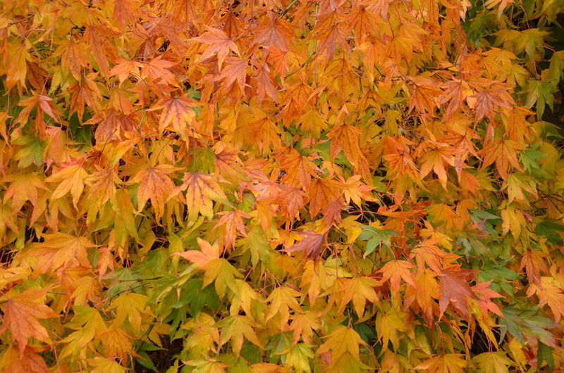 - Acer palmatum 'Westonbirt Spreading Star' Japanese Maple - Mr Maple │ Buy Japanese Maple Trees