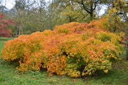 - Acer palmatum 'Westonbirt Spreading Star' Japanese Maple - Mr Maple │ Buy Japanese Maple Trees