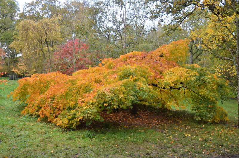 - Acer palmatum 'Westonbirt Spreading Star' Japanese Maple - Mr Maple │ Buy Japanese Maple Trees