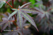 - Acer palmatum 'Wetumpka Red' Japanese Maple Tree - Mr Maple │ Buy Japanese Maple Trees
