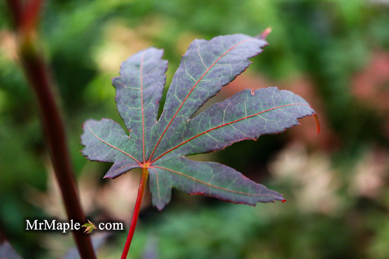 - Acer palmatum 'Wetumpka Red' Japanese Maple Tree - Mr Maple │ Buy Japanese Maple Trees