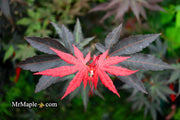 - Acer palmatum 'Wetumpka Red' Japanese Maple Tree - Mr Maple │ Buy Japanese Maple Trees