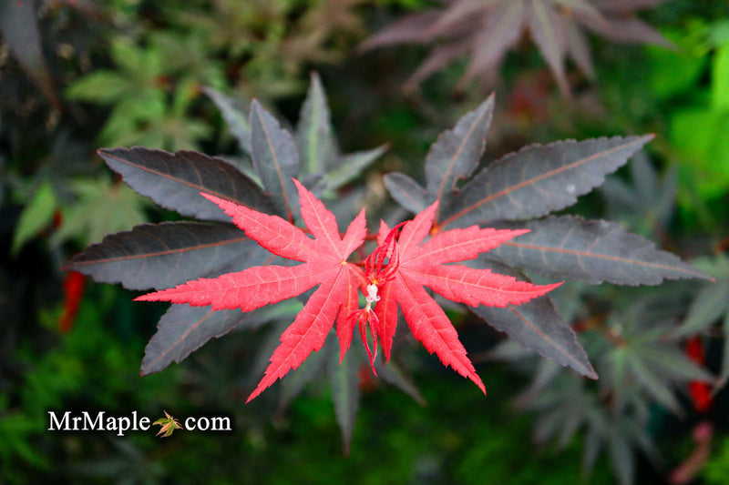 - Acer palmatum 'Wetumpka Red' Japanese Maple Tree - Mr Maple │ Buy Japanese Maple Trees