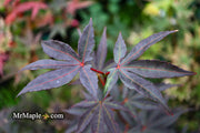 - Acer palmatum 'Wetumpka Red' Japanese Maple Tree - Mr Maple │ Buy Japanese Maple Trees
