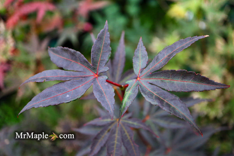 - Acer palmatum 'Wetumpka Red' Japanese Maple Tree - Mr Maple │ Buy Japanese Maple Trees