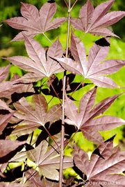 - Acer palmatum 'Wetumpka Red' Japanese Maple Tree - Mr Maple │ Buy Japanese Maple Trees