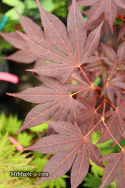 - Acer palmatum 'Wetumpka Red' Japanese Maple Tree - Mr Maple │ Buy Japanese Maple Trees