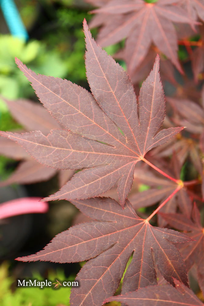 - Acer palmatum 'Wetumpka Red' Japanese Maple Tree - Mr Maple │ Buy Japanese Maple Trees