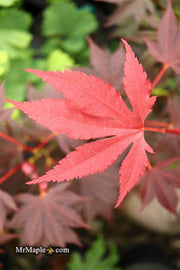 - Acer palmatum 'Wetumpka Red' Japanese Maple Tree - Mr Maple │ Buy Japanese Maple Trees