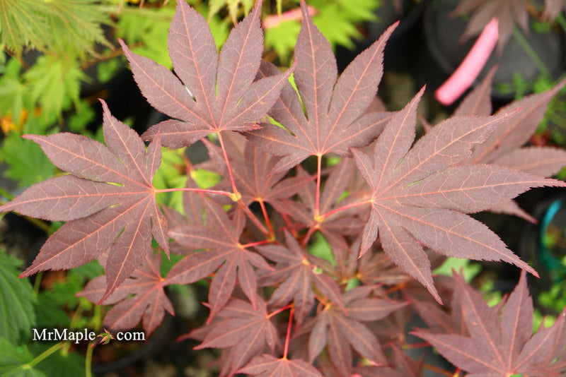 - Acer palmatum 'Wetumpka Red' Japanese Maple Tree - Mr Maple │ Buy Japanese Maple Trees