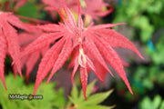 - Acer palmatum 'Wetumpka Red' Japanese Maple Tree - Mr Maple │ Buy Japanese Maple Trees