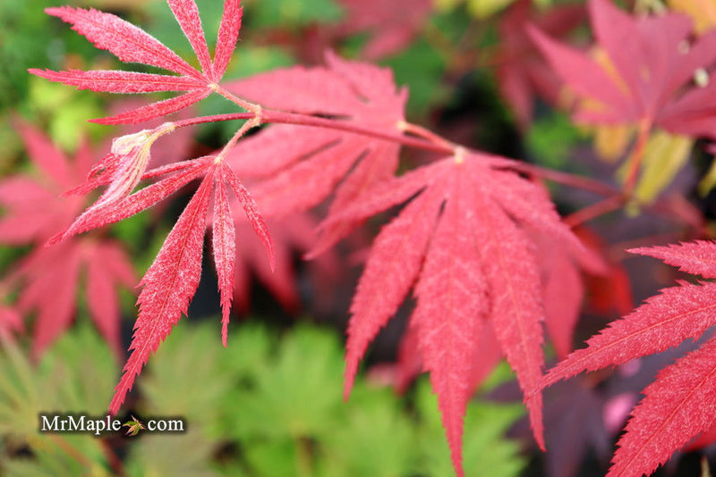 - Acer palmatum 'Wetumpka Red' Japanese Maple Tree - Mr Maple │ Buy Japanese Maple Trees