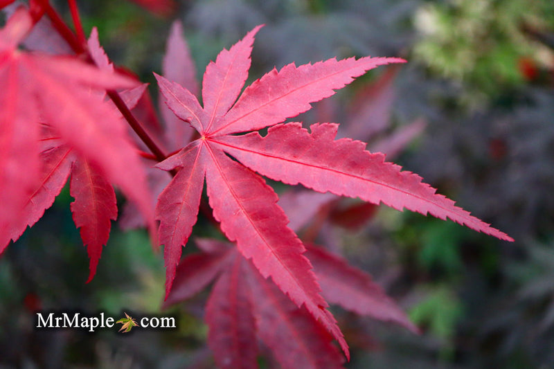 - Acer palmatum 'Wetumpka Red' Japanese Maple Tree - Mr Maple │ Buy Japanese Maple Trees
