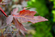- Acer palmatum 'Wetumpka Red' Japanese Maple Tree - Mr Maple │ Buy Japanese Maple Trees