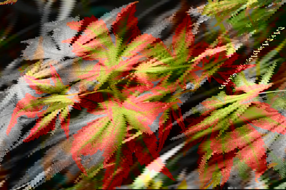 あぴーち Buy Acer palmatum 'White Peaches' Japanese Maple — Mr Maple │ Buy