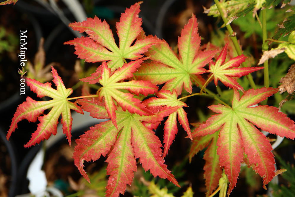Curated List of Rare Plants — Mr Maple │ Buy Japanese Maple Trees