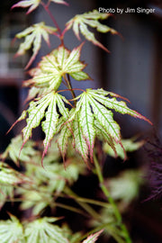 - Acer palmatum 'White Peaches' Japanese Maple - Mr Maple │ Buy Japanese Maple Trees