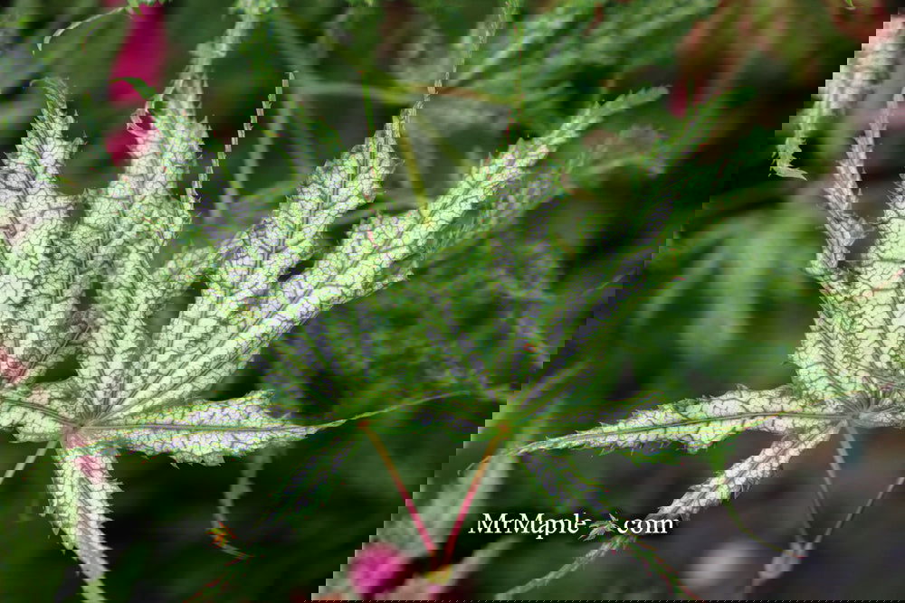 Buy Acer palmatum 'White Peaches' Japanese Maple — Mr Maple │ Buy