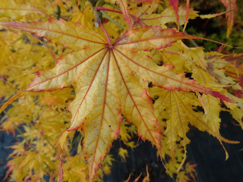 Buy Acer palmatum 'White Peaches' Japanese Maple — Mr Maple │ Buy