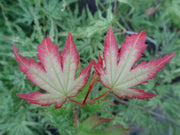 - Acer palmatum 'White Peaches' Japanese Maple - Mr Maple │ Buy Japanese Maple Trees
