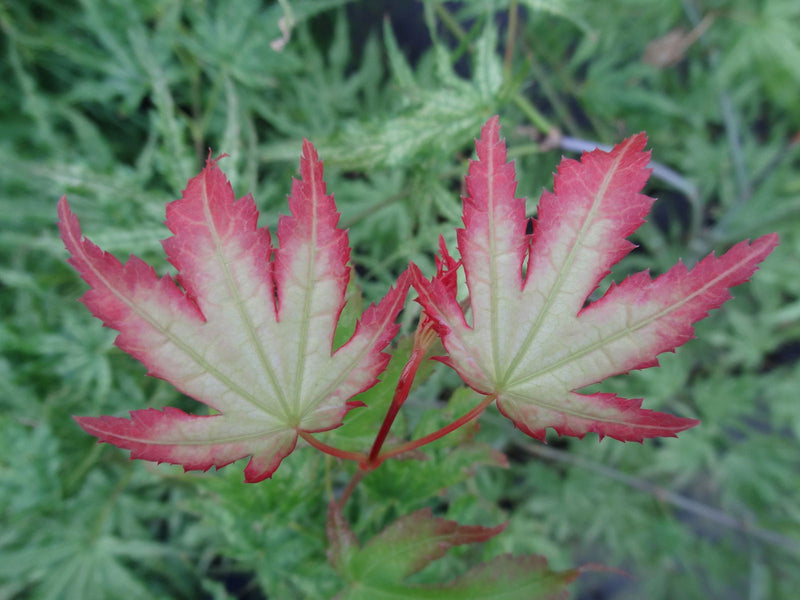 - Acer palmatum 'White Peaches' Japanese Maple - Mr Maple │ Buy Japanese Maple Trees