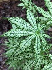 - Acer palmatum 'White Peaches' Japanese Maple - Mr Maple │ Buy Japanese Maple Trees