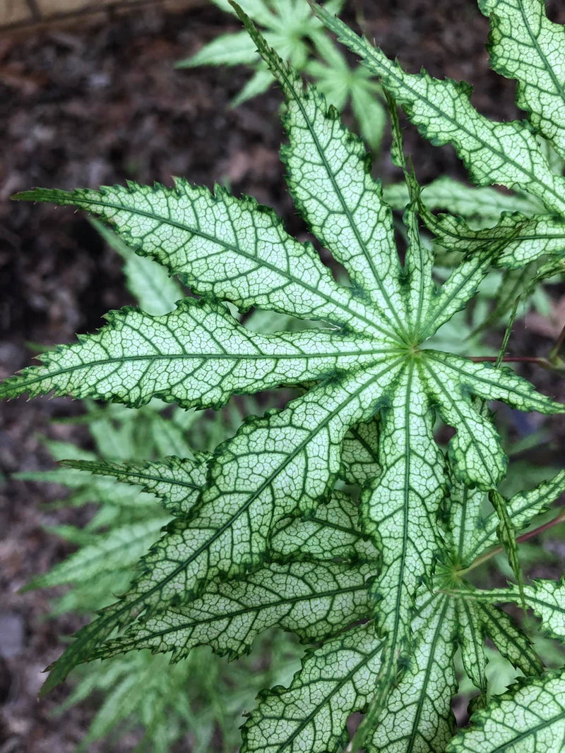 - Acer palmatum 'White Peaches' Japanese Maple - Mr Maple │ Buy Japanese Maple Trees