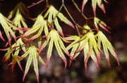 - Acer palmatum 'White Peaches' Japanese Maple - Mr Maple │ Buy Japanese Maple Trees