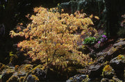 - Acer palmatum 'White Peaches' Japanese Maple - Mr Maple │ Buy Japanese Maple Trees