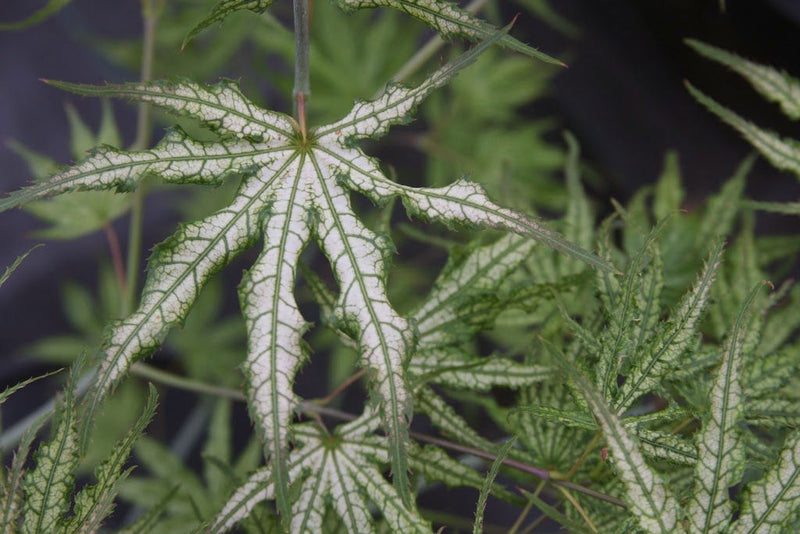 - Acer palmatum 'White Peaches' Japanese Maple - Mr Maple │ Buy Japanese Maple Trees