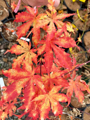 - Acer palmatum 'White Peaches' Japanese Maple - Mr Maple │ Buy Japanese Maple Trees