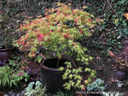 - Acer palmatum 'White Peaches' Japanese Maple - Mr Maple │ Buy Japanese Maple Trees