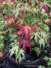 - Acer palmatum 'White Peaches' Japanese Maple - Mr Maple │ Buy Japanese Maple Trees