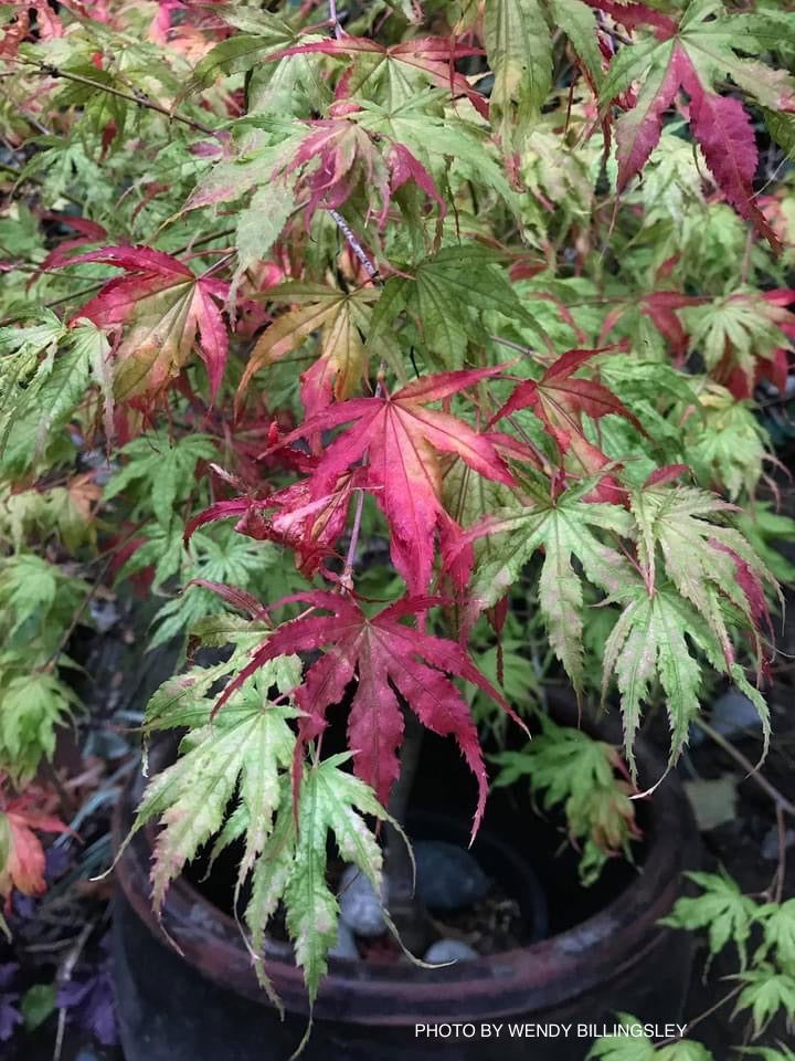 - Acer palmatum 'White Peaches' Japanese Maple - Mr Maple │ Buy Japanese Maple Trees