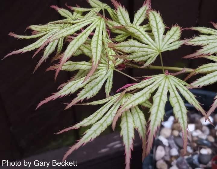 - Acer palmatum 'White Peaches' Japanese Maple - Mr Maple │ Buy Japanese Maple Trees