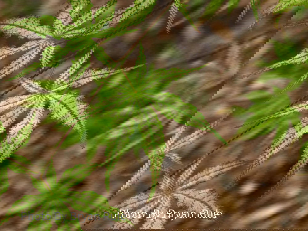 Buy Acer palmatum 'White Peaches' Japanese Maple — Mr Maple │ Buy