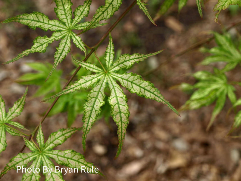 - Acer palmatum 'White Peaches' Japanese Maple - Mr Maple │ Buy Japanese Maple Trees