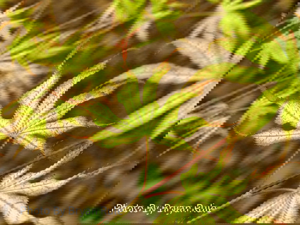 Buy Acer palmatum 'White Peaches' Japanese Maple — Mr Maple │ Buy