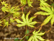 - Acer palmatum 'White Peaches' Japanese Maple - Mr Maple │ Buy Japanese Maple Trees