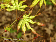 - Acer palmatum 'White Peaches' Japanese Maple - Mr Maple │ Buy Japanese Maple Trees