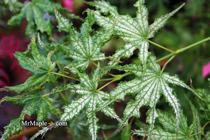 - Acer palmatum 'White Peaches' Japanese Maple - Mr Maple │ Buy Japanese Maple Trees