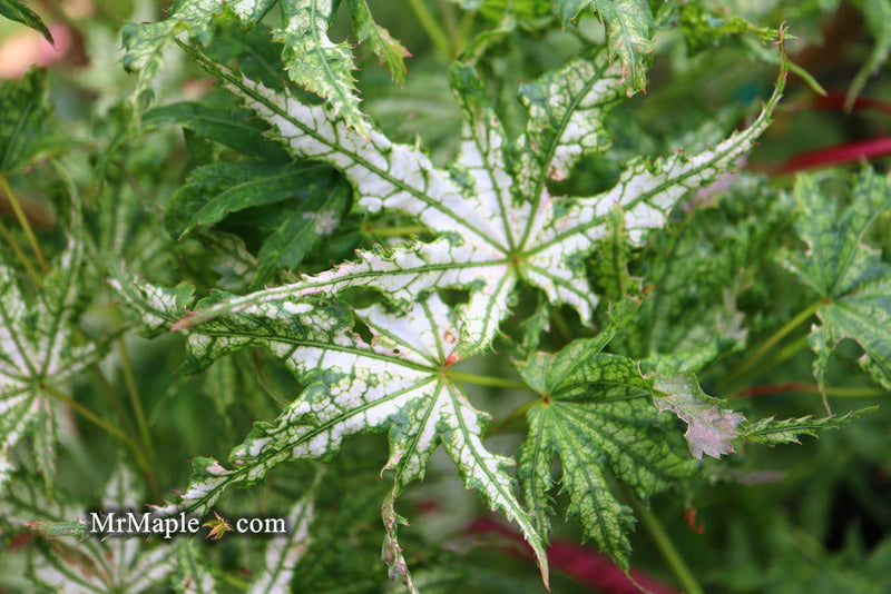 - Acer palmatum 'White Peaches' Japanese Maple - Mr Maple │ Buy Japanese Maple Trees