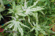 - Acer palmatum 'White Peaches' Japanese Maple - Mr Maple │ Buy Japanese Maple Trees