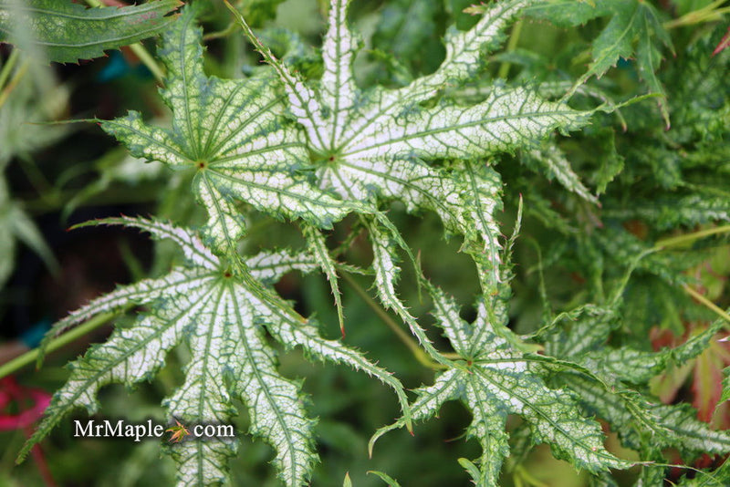- Acer palmatum 'White Peaches' Japanese Maple - Mr Maple │ Buy Japanese Maple Trees