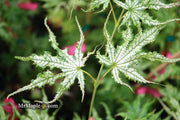 - Acer palmatum 'White Peaches' Japanese Maple - Mr Maple │ Buy Japanese Maple Trees