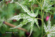 - Acer palmatum 'White Peaches' Japanese Maple - Mr Maple │ Buy Japanese Maple Trees